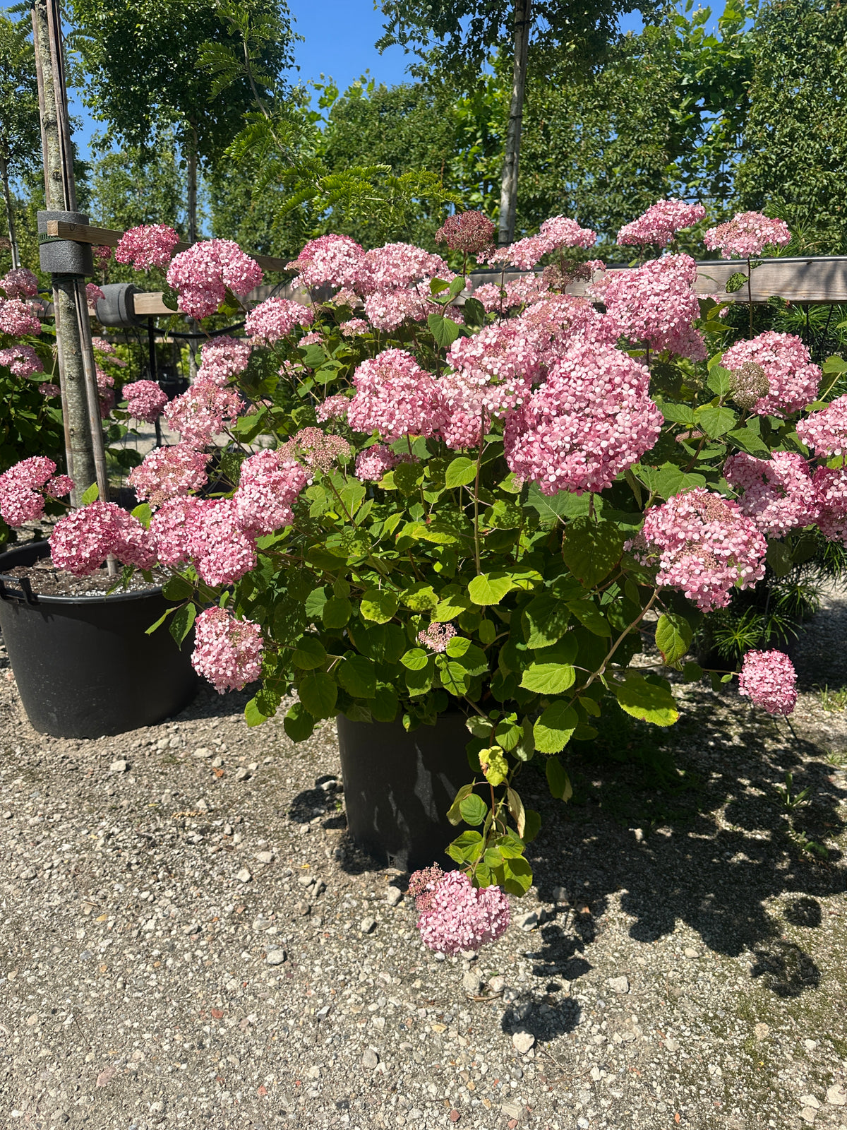 'Pink Annabelle'-hortensiabusk i fuld sommerblomstring, hvor de enorme, kuglerunde blomsterhoveder står tæt side om side i en klar, intens lyserød farve.