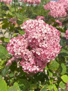 Et enkelt, stort og kuglerundt blomsterhoved fra en 'Pink Annabelle'-hortensia, som består af en tæt klase af mange små, fine, lyserøde enkeltblomster.