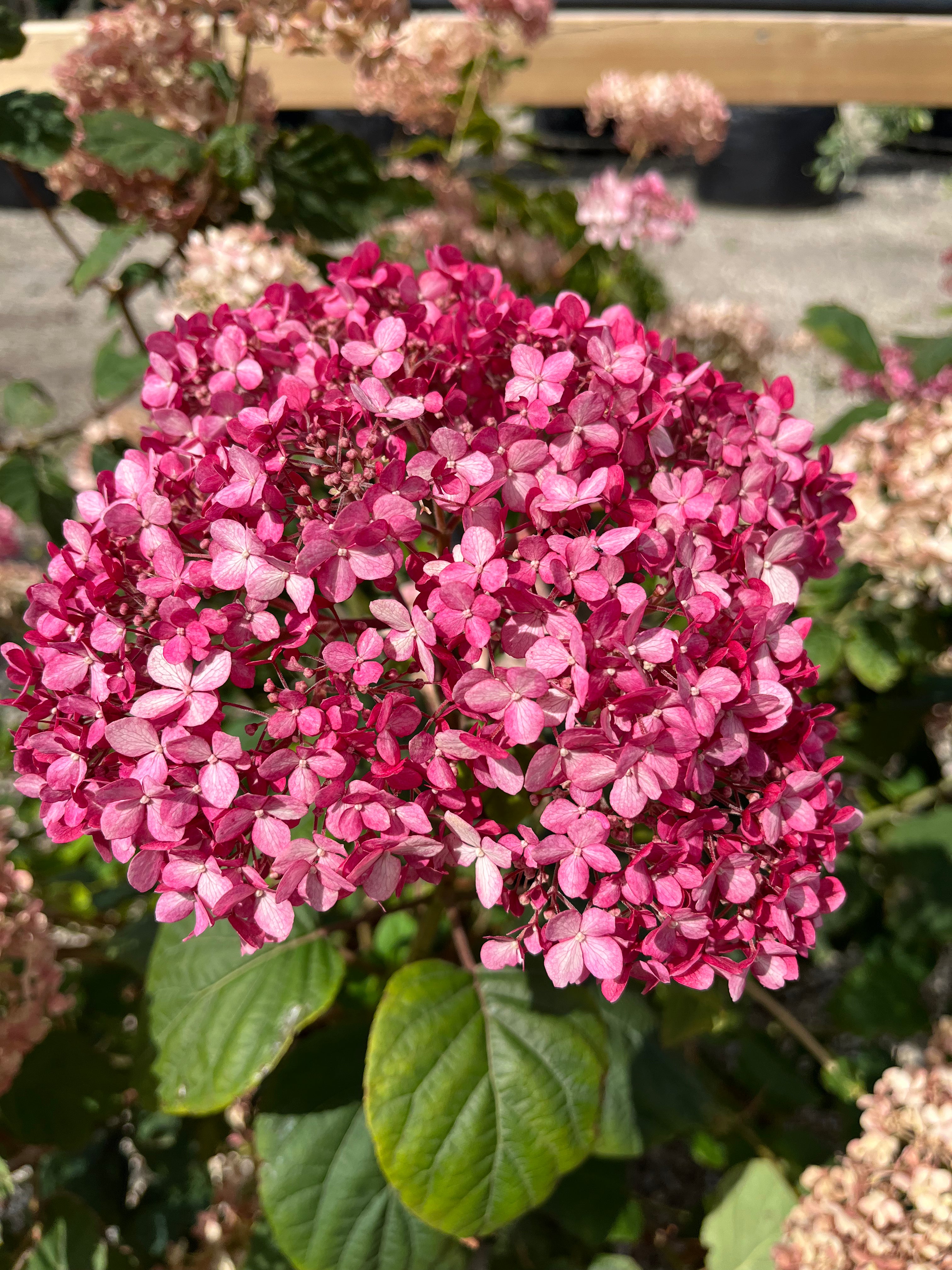 Et enkelt blomsterhoved fra en 'Pink Annabelle'-hortensia, som står i fuldt flor med en særdeles kraftig, intens og dyb lyserød farve.