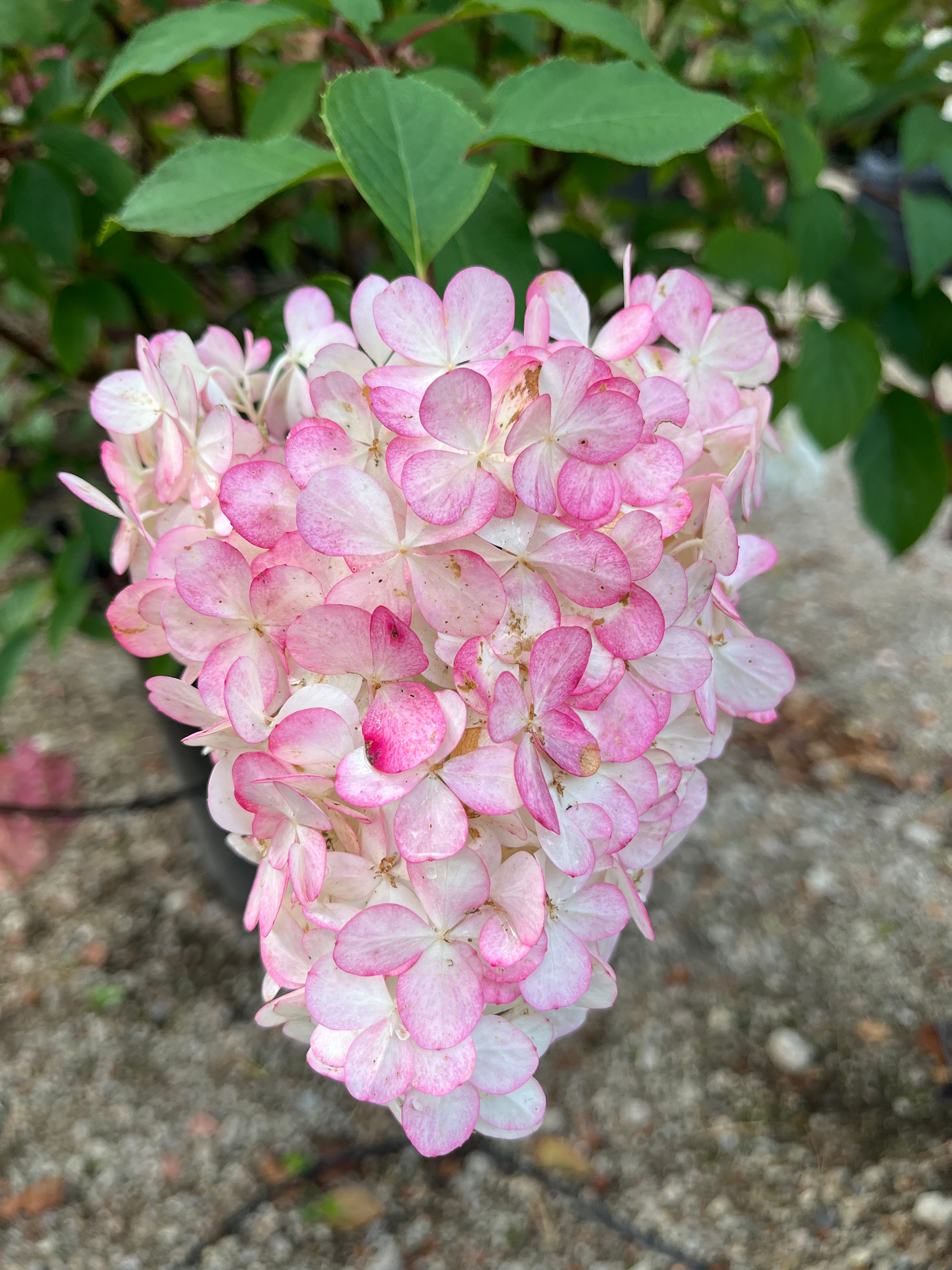 Syrenhortensia i sorten Vanilla Fraise, med en smuk blomsterstand der skifter farve henover sæsonen