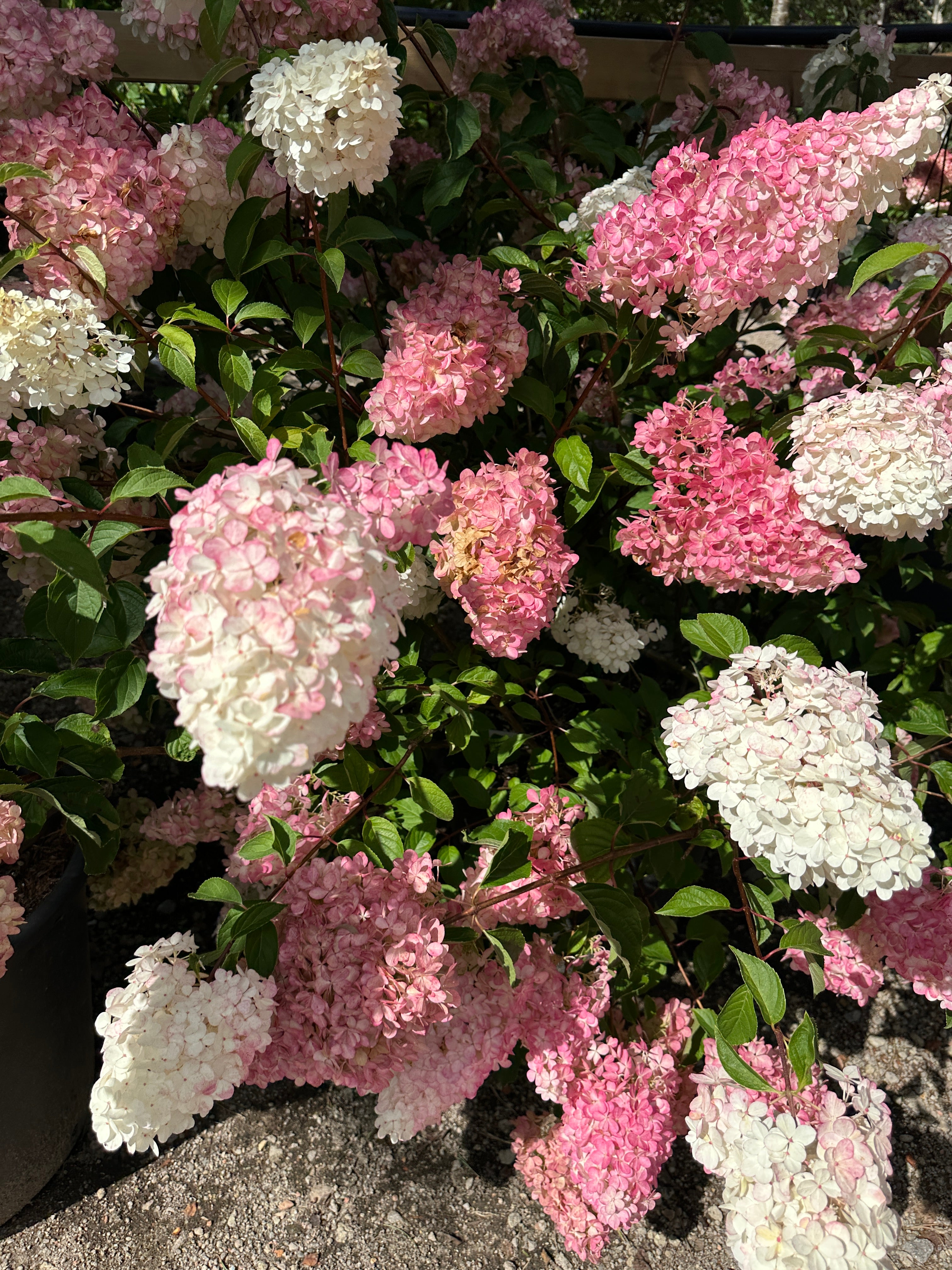 Opstammet flot blomstrende syrenhortensia, Hydrangea paniculata Vanilla Fraise, store kraftige kegleformet blomsterstande