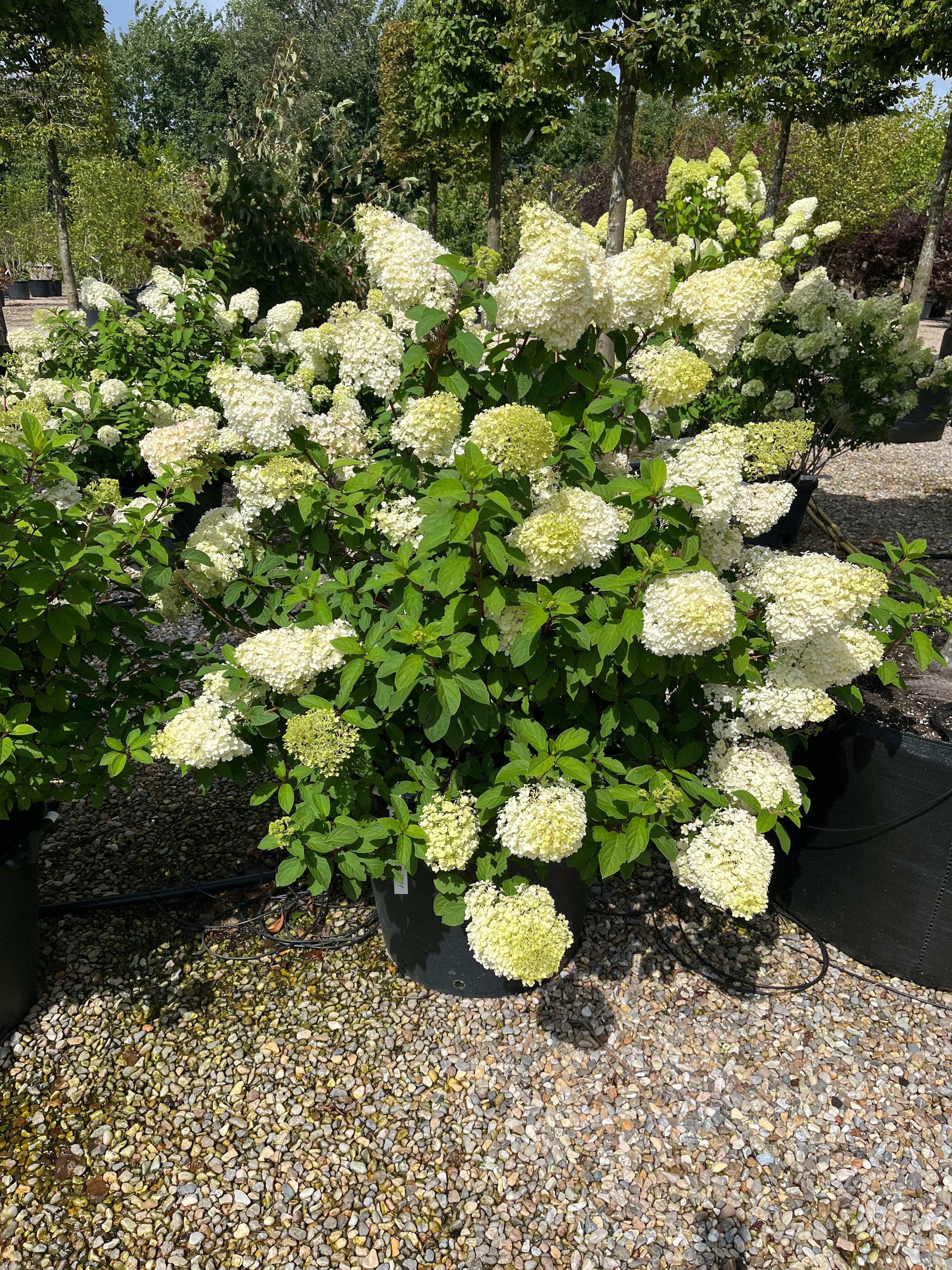 Lav og meget kompakt Bobo syrenhortensiabusk fuldstændig dækket af store, cremehvide blomsterklaser.