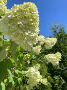 Tæt på de store, kegleformede og forfriskende limegrønne blomsterklaser på en opstammet Limelight hortensia.