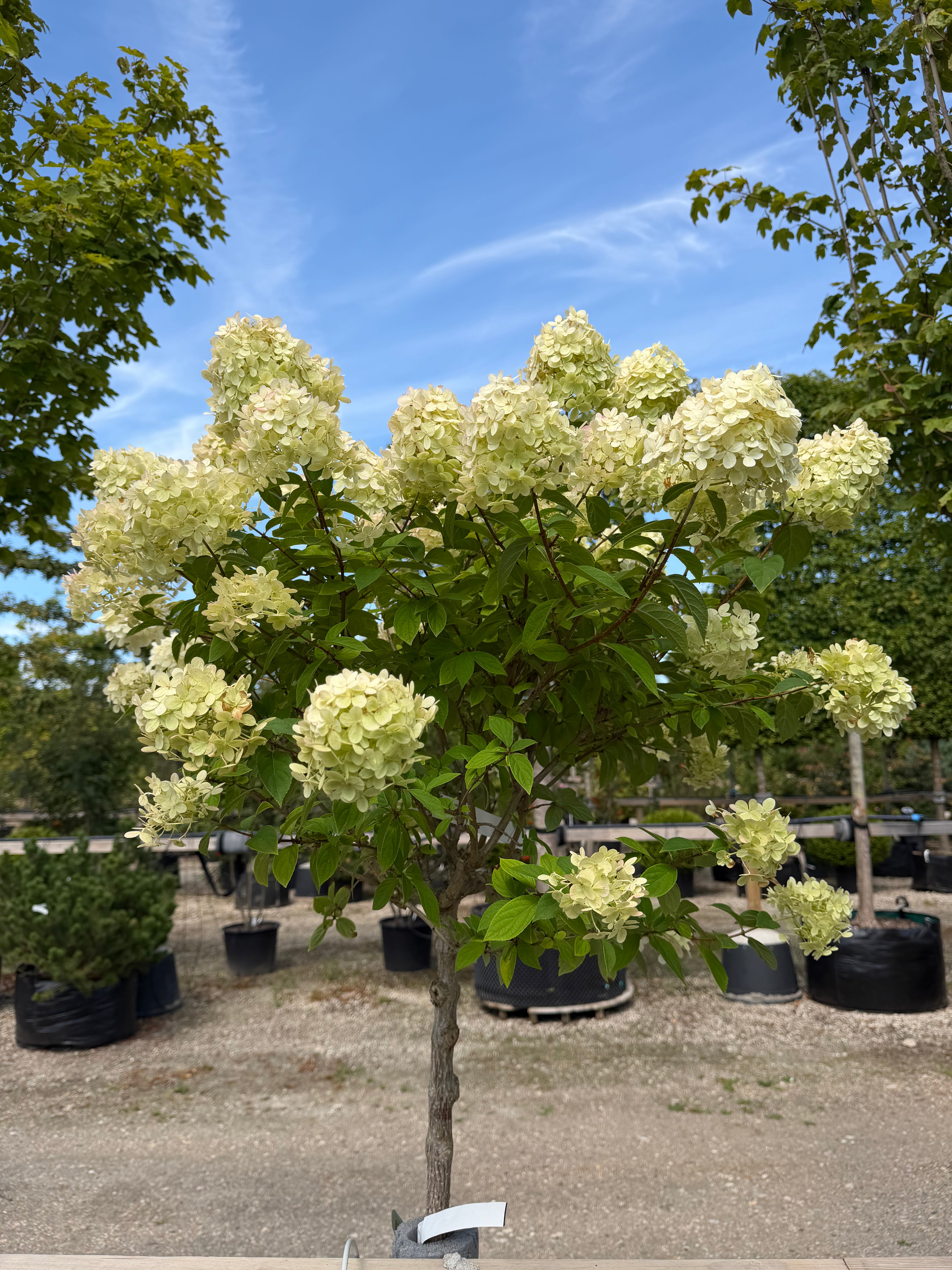 Opstammet syrenhortensia 'Limelight' med en bar stamme og en tæt krone af store blomsterhoveder.