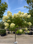 Opstammet syrenhortensia 'Limelight' med en bar stamme og en tæt krone af store blomsterhoveder.