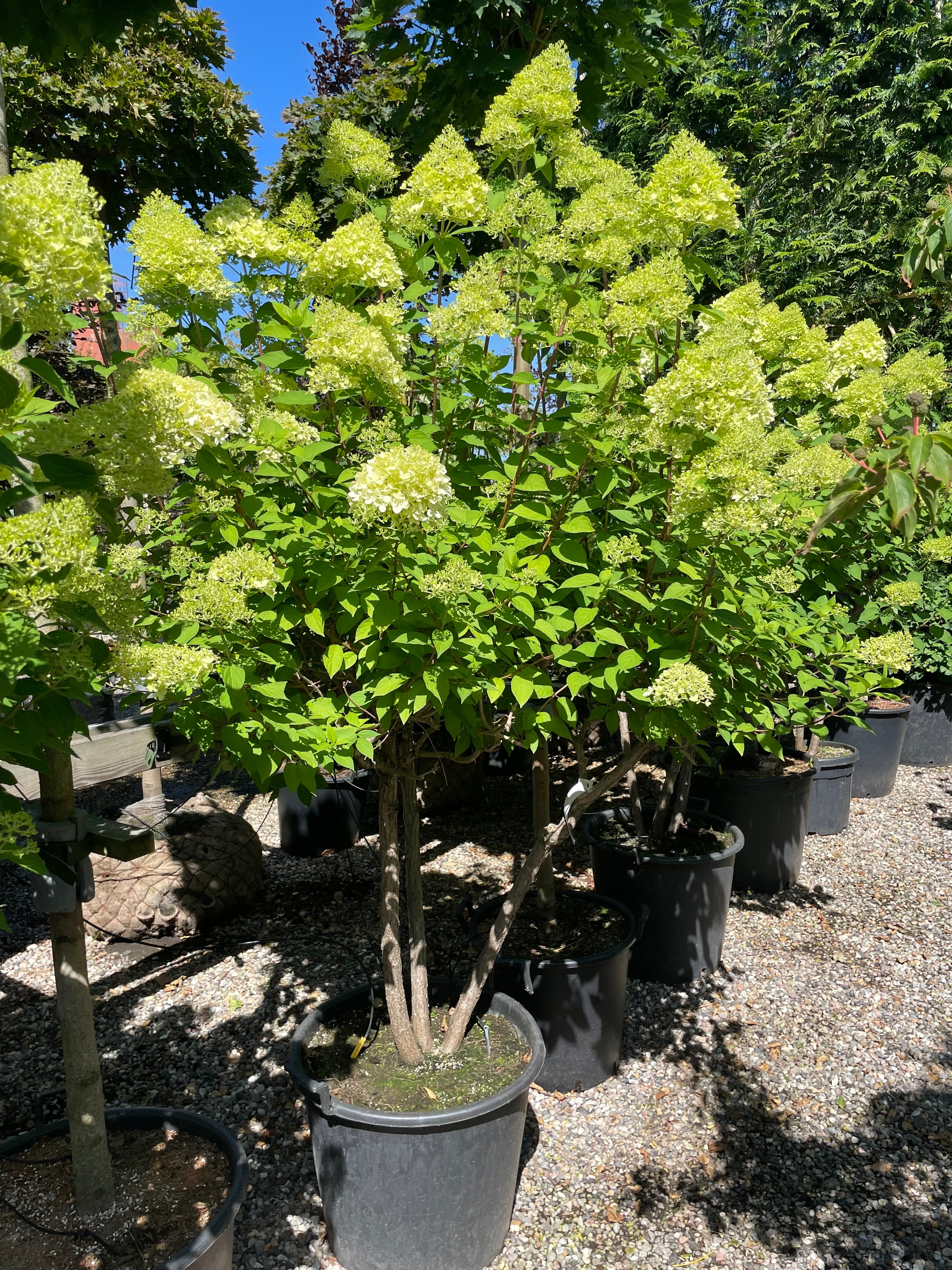 Multistammet syrenhortensia Limelight med flere stærke hovedstammer fra bunden og store, limegrønne og cremehvide blomsterklaser.