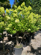 Multistammet syrenhortensia Limelight med flere stærke hovedstammer fra bunden og store, limegrønne og cremehvide blomsterklaser.