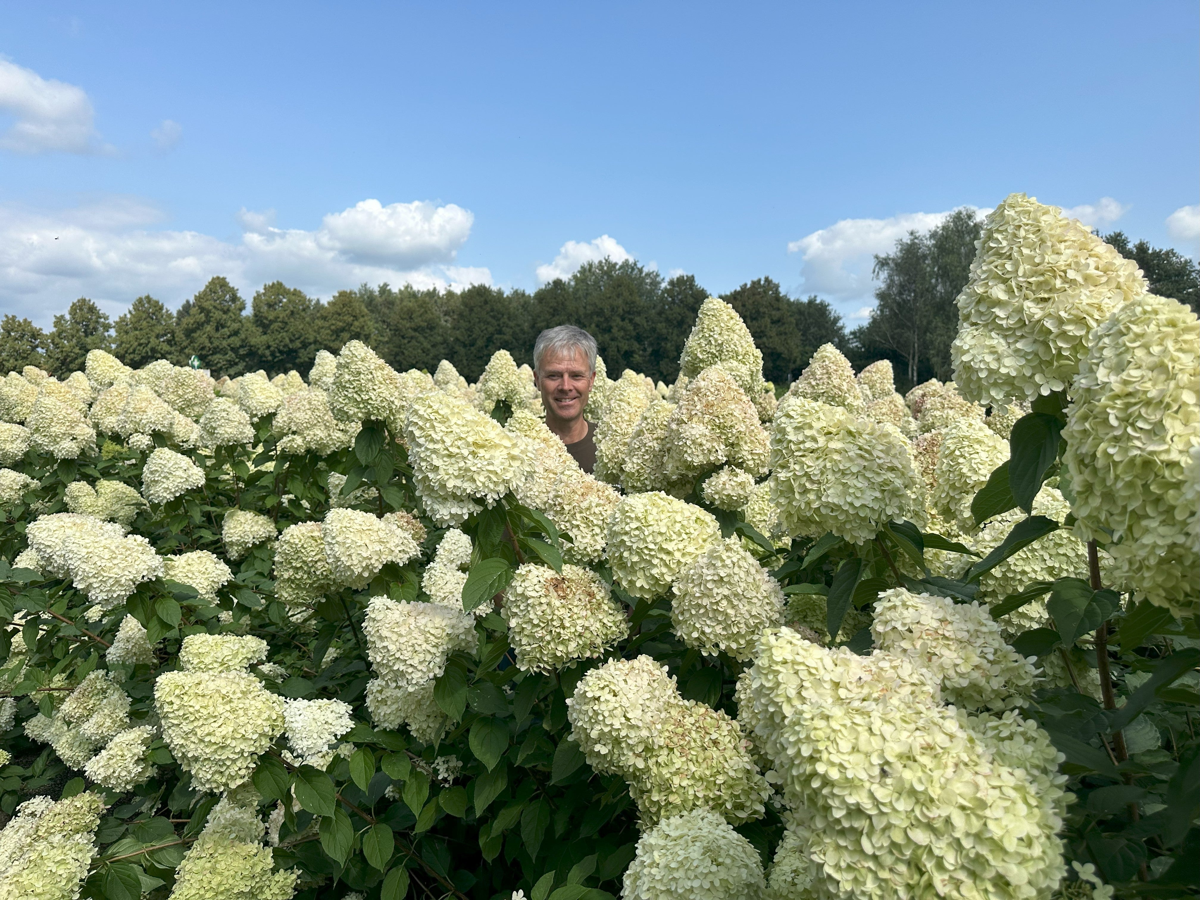 En hel mark fuld af blomstrende Limelight syrenhortensier med store, lysende limegrønne og cremehvide blomsterklaser.