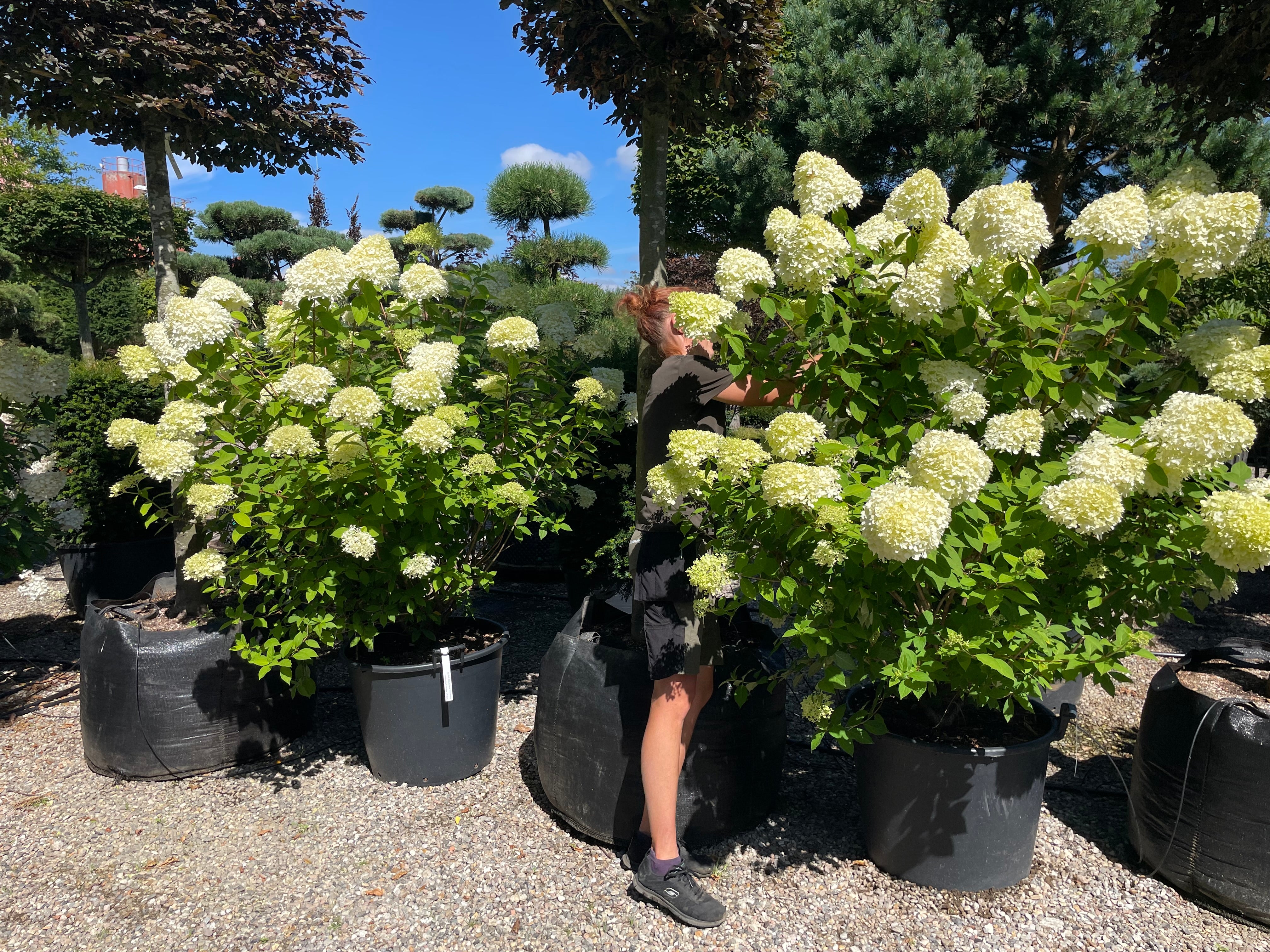 Tæt og opret syrenhortensia Limelight busk med mange grene fra bunden og store, limegrønne og cremehvide blomsterklaser.