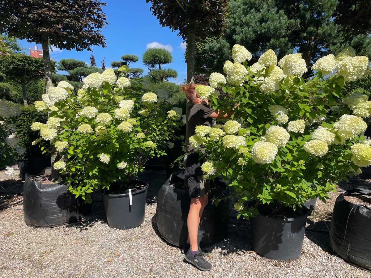 Tæt og opret syrenhortensia Limelight busk med mange grene fra bunden og store, limegrønne og cremehvide blomsterklaser.