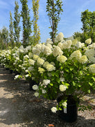 En lang, flot række af blomstrende Limelight syrenhortensier med store, kegleformede limegrønne og cremehvide blomsterklaser.