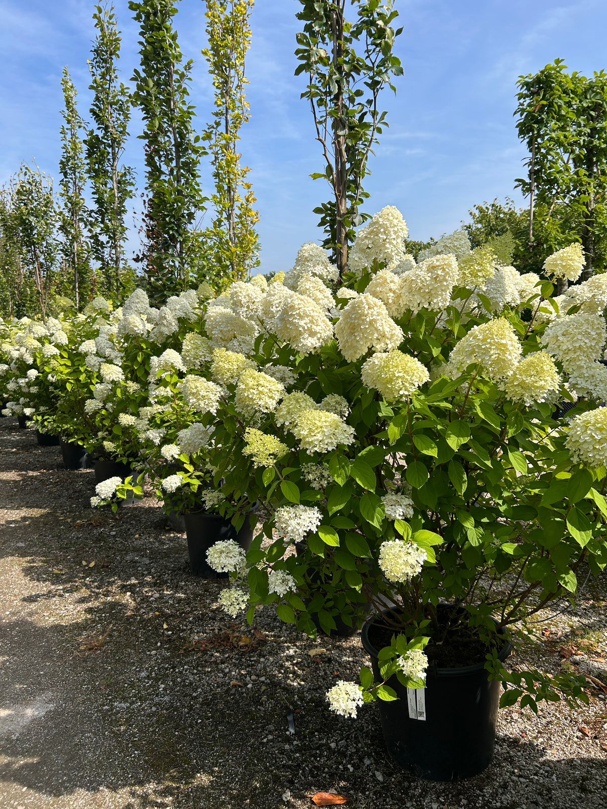En lang, flot række af blomstrende Limelight syrenhortensier med store, kegleformede limegrønne og cremehvide blomsterklaser.