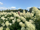 En hel mark fuld af blomstrende Limelight syrenhortensier med store, lysende limegrønne og cremehvide blomsterklaser.
