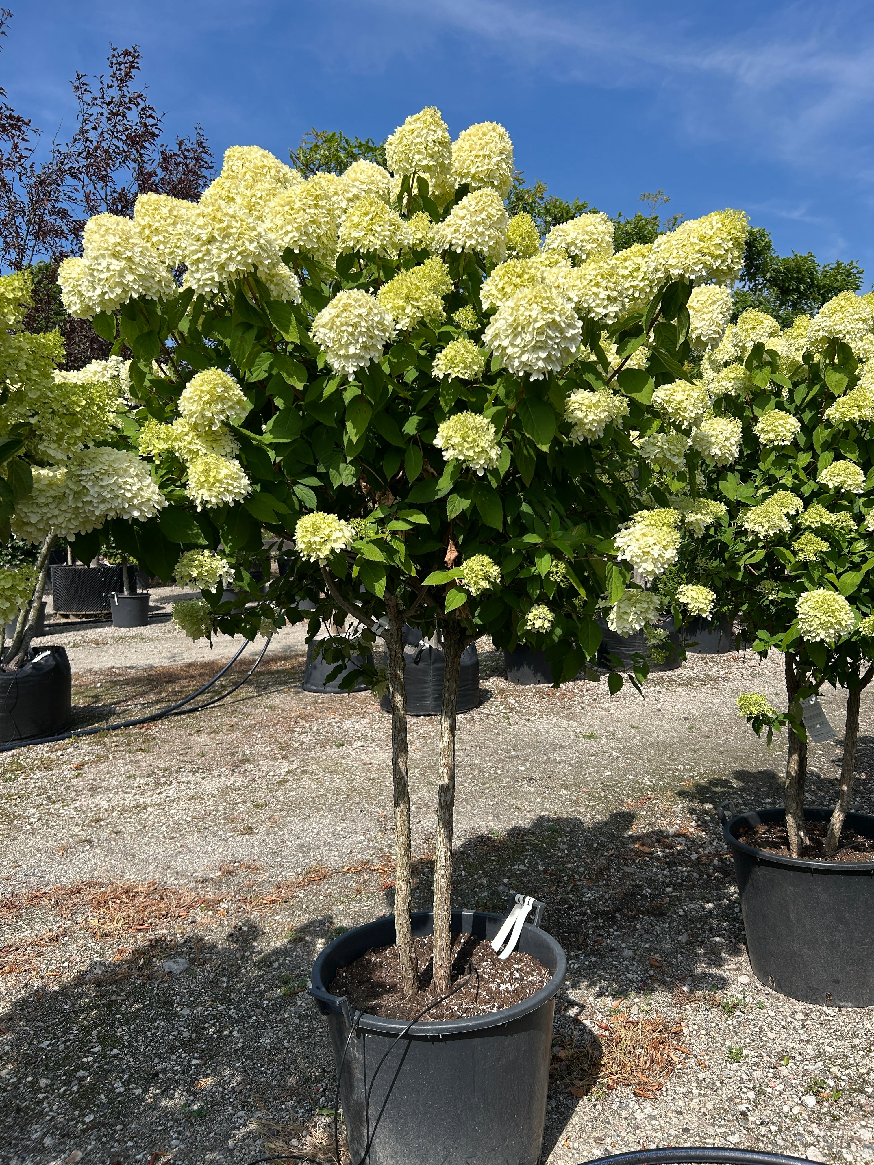Multistammet syrenhortensia Limelight med flere stærke hovedstammer fra bunden og store, limegrønne og cremehvide blomsterklaser.