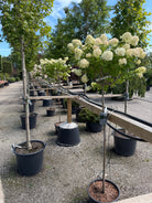 Opstammet syrenhortensia - Hydrangea paniculata 'Limelight' i fuld blomst med store, kegleformede, limegrønne til hvide blomsterklaser.