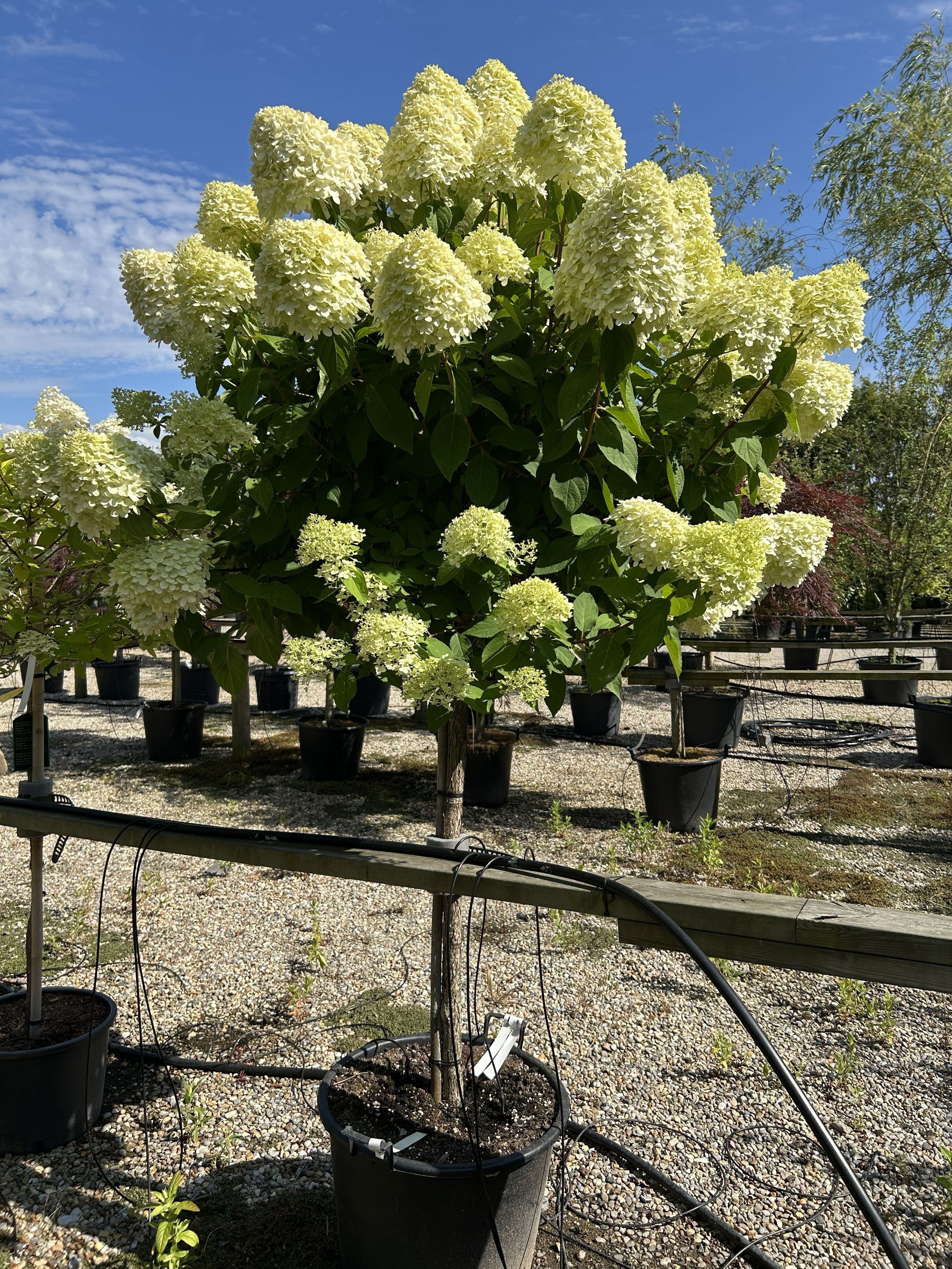 Opstammet syrenhortensia Limelight med en bar stamme og en rund, tæt krone fyldt med store, limegrønne og cremehvide blomsterklaser.