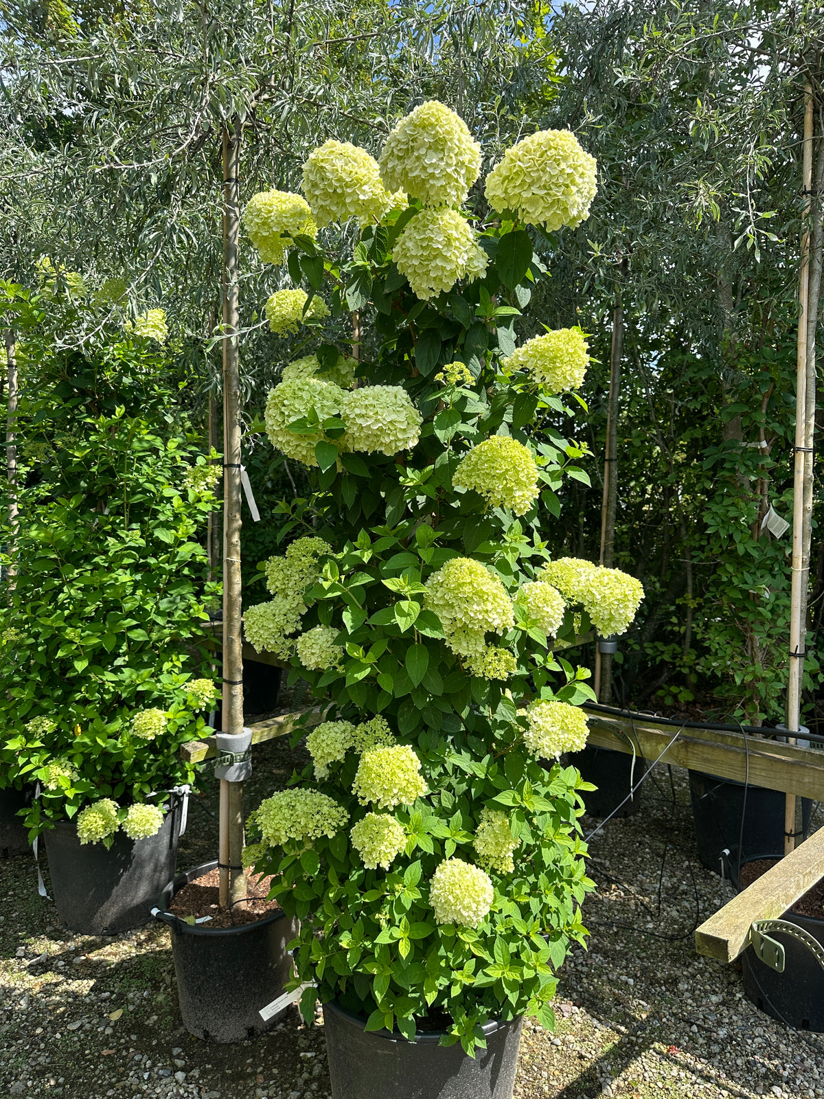 Slank og opret søjleformet Limelight syrenhortensia med stram vækst og store, limegrønne og cremehvide blomsterklaser.