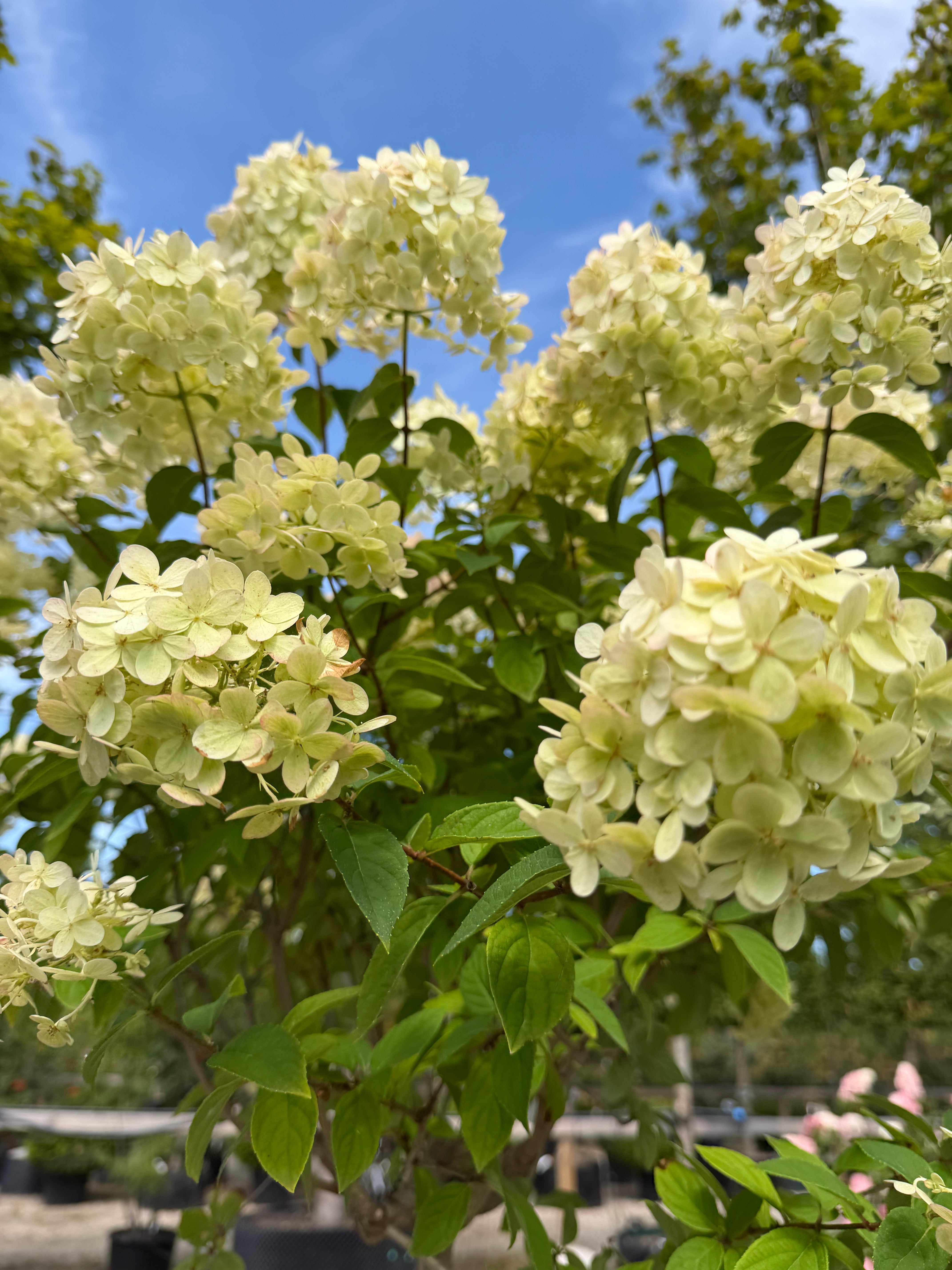 'Limelight' med sine store, kegleformede syrenlignende blomsterklaser.