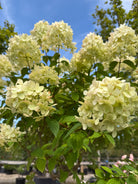 'Limelight' med sine store, kegleformede syrenlignende blomsterklaser.