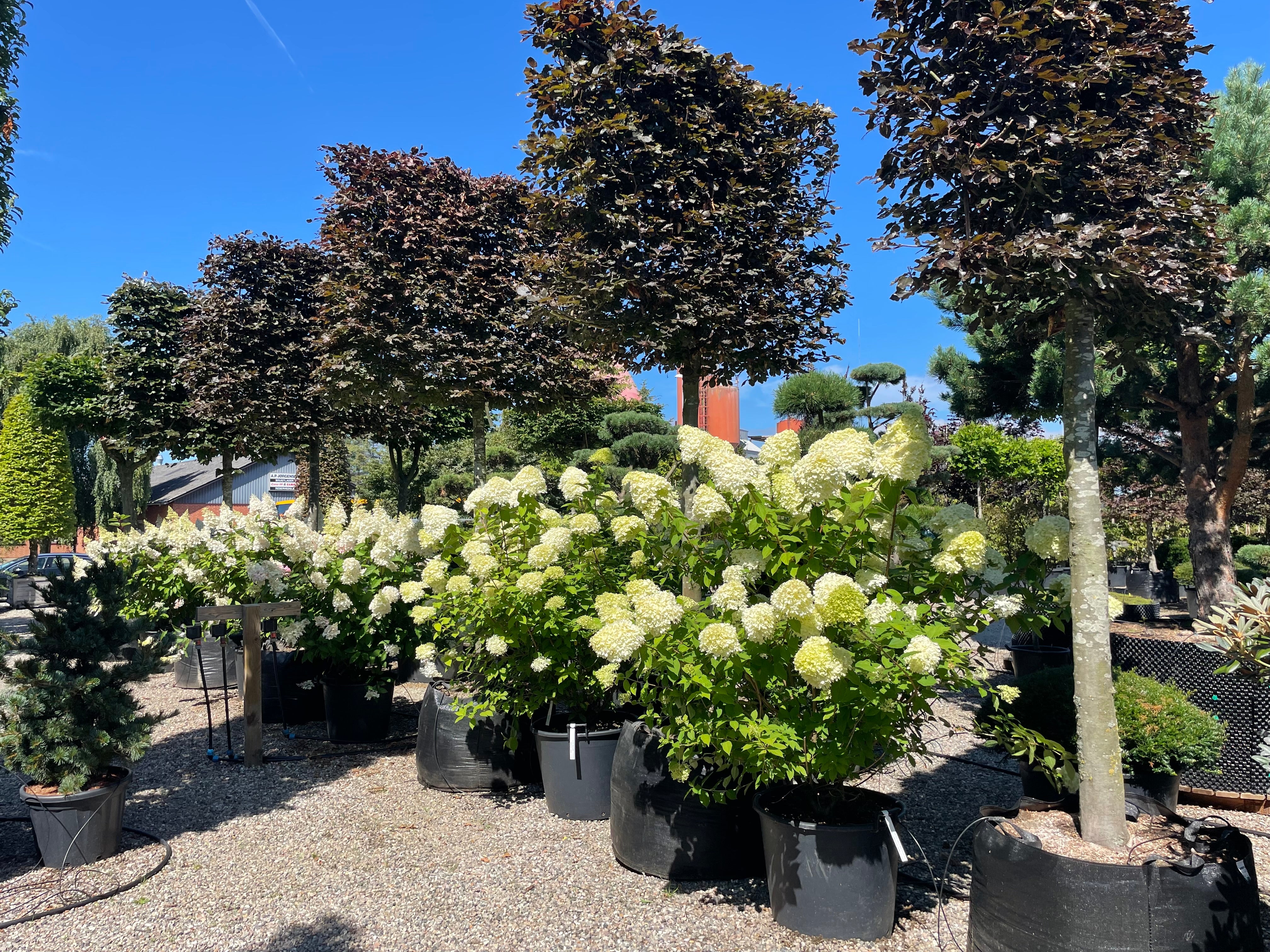 Tæt, opret syrenhortensia af sorten Limelight i fuld blomst med store, limegrønne og hvide blomsterklaser.