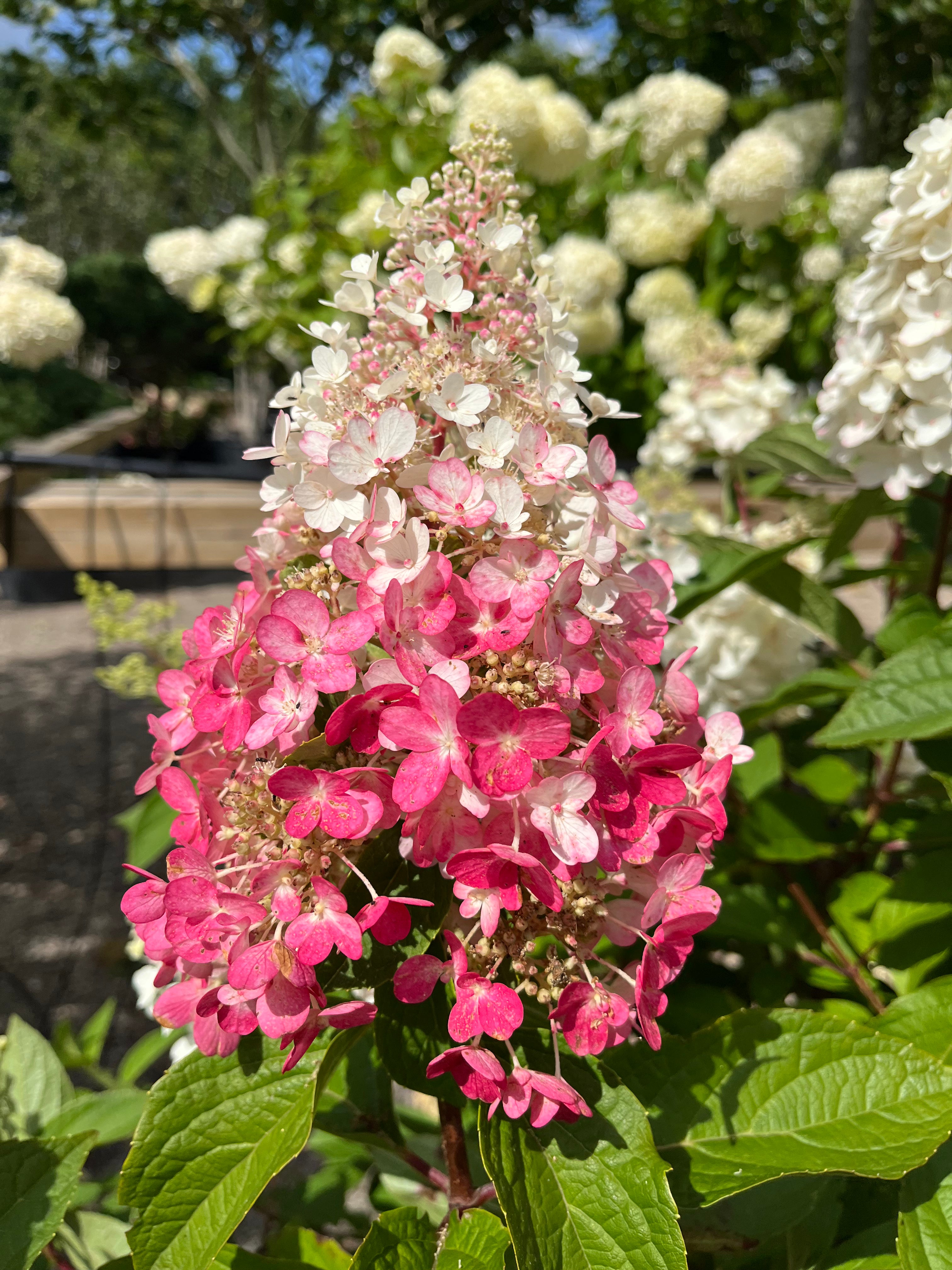 Store, kegleformede blomsterklaser på en Pinky Winky hortensia, der skifter farve fra hvid i toppen til intens mørkerosa i bunden.