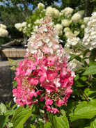 Store, kegleformede blomsterklaser på en Pinky Winky hortensia, der skifter farve fra hvid i toppen til intens mørkerosa i bunden.