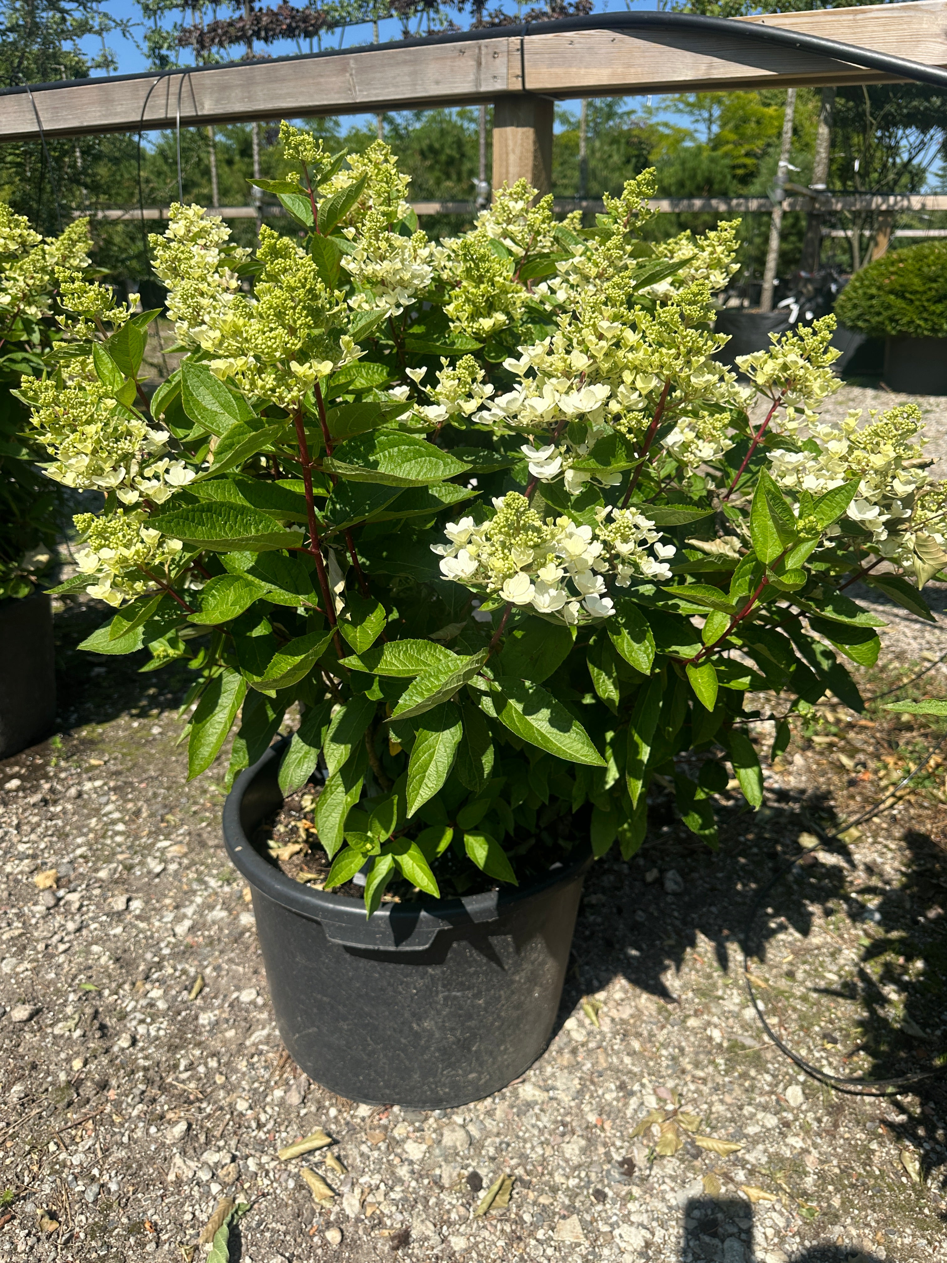 Syrenhortensia, Hydrangea paniculata 'Pinky Winky', med store, kegleformede blomster i hvide og rosa nuancer.