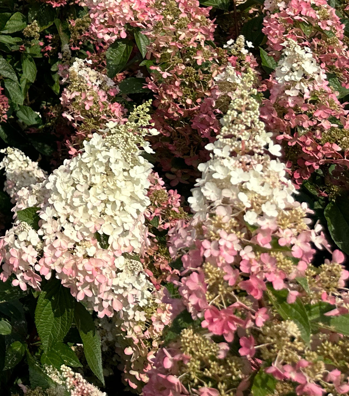 Store, kegleformede blomsterklaser på en Pinky Winky hortensiabusk, der skifter farve fra hvid i toppen til intens mørkerosa i bunden.