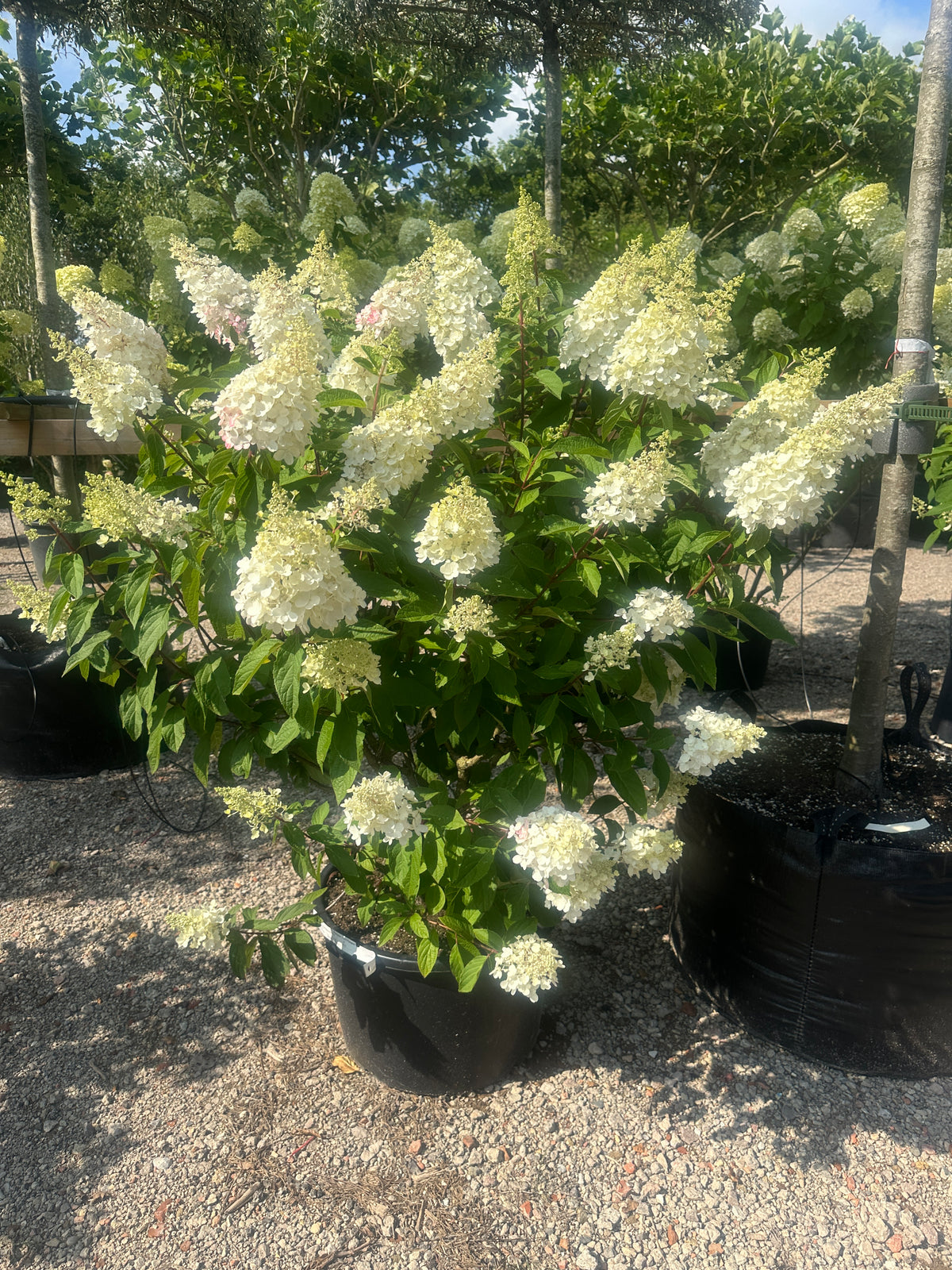 Tæt og opret syrenhortensia Pinky Winky busk med mange grene fra bunden og store blomsterklaser i hvid.