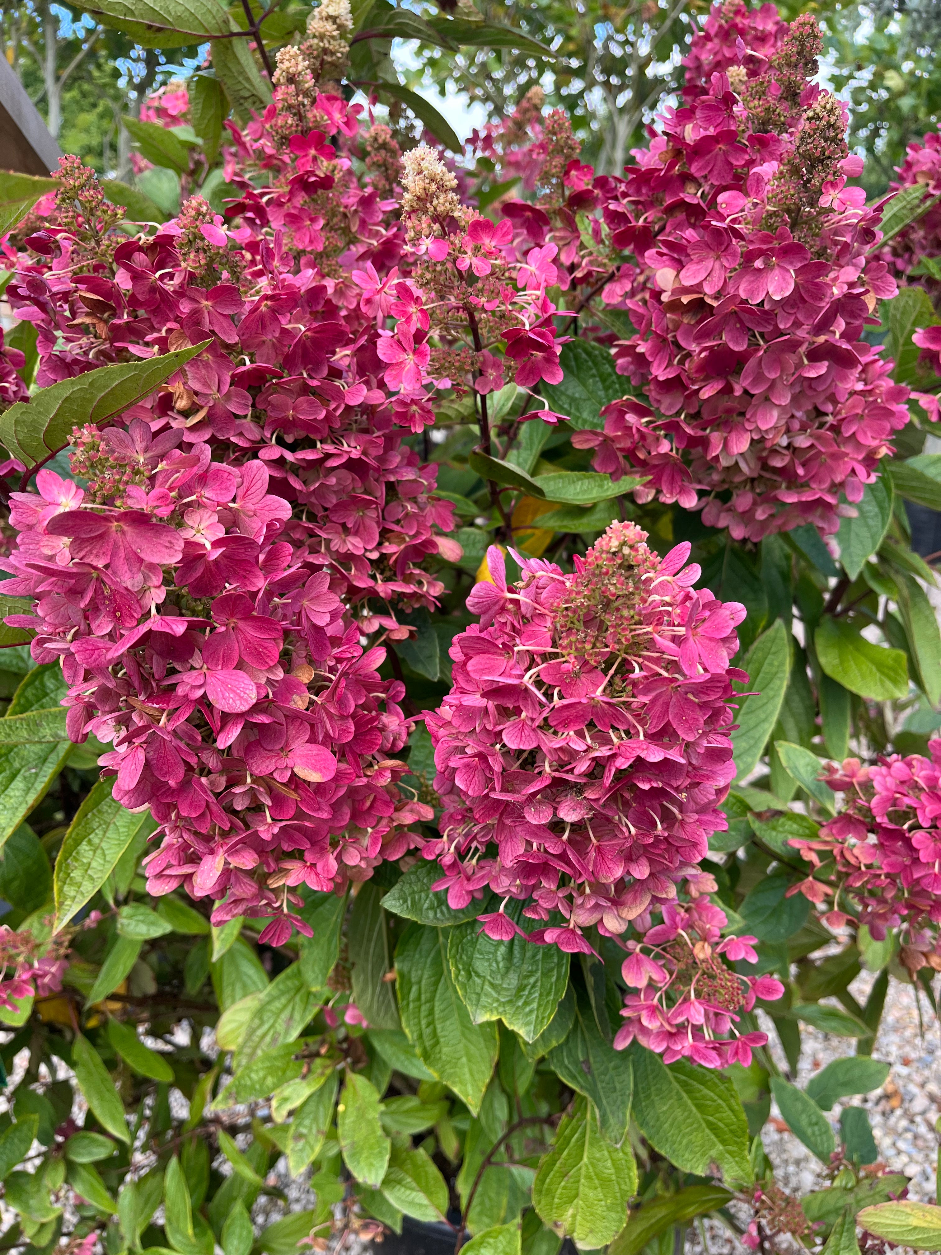 En Pinky Winky syrenhortensiabusk i efteråret, hvor de store blomsterklaser har antaget en fuldstændig dybrød og mørkerosa farve.