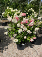 Multistammet syrenhortensia Pinky Winky med flere kraftige stammer fra bunden og store, tofarvede blomsterklaser i hvid og mørkerosa.