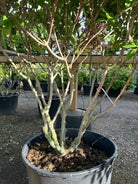 Nærbillede af bunden af en multistammet syrenhortensia 'Polar Bear', Hydrangea paniculata, der viser de helt bare, forgrenede stammer uden løv nær jorden.
