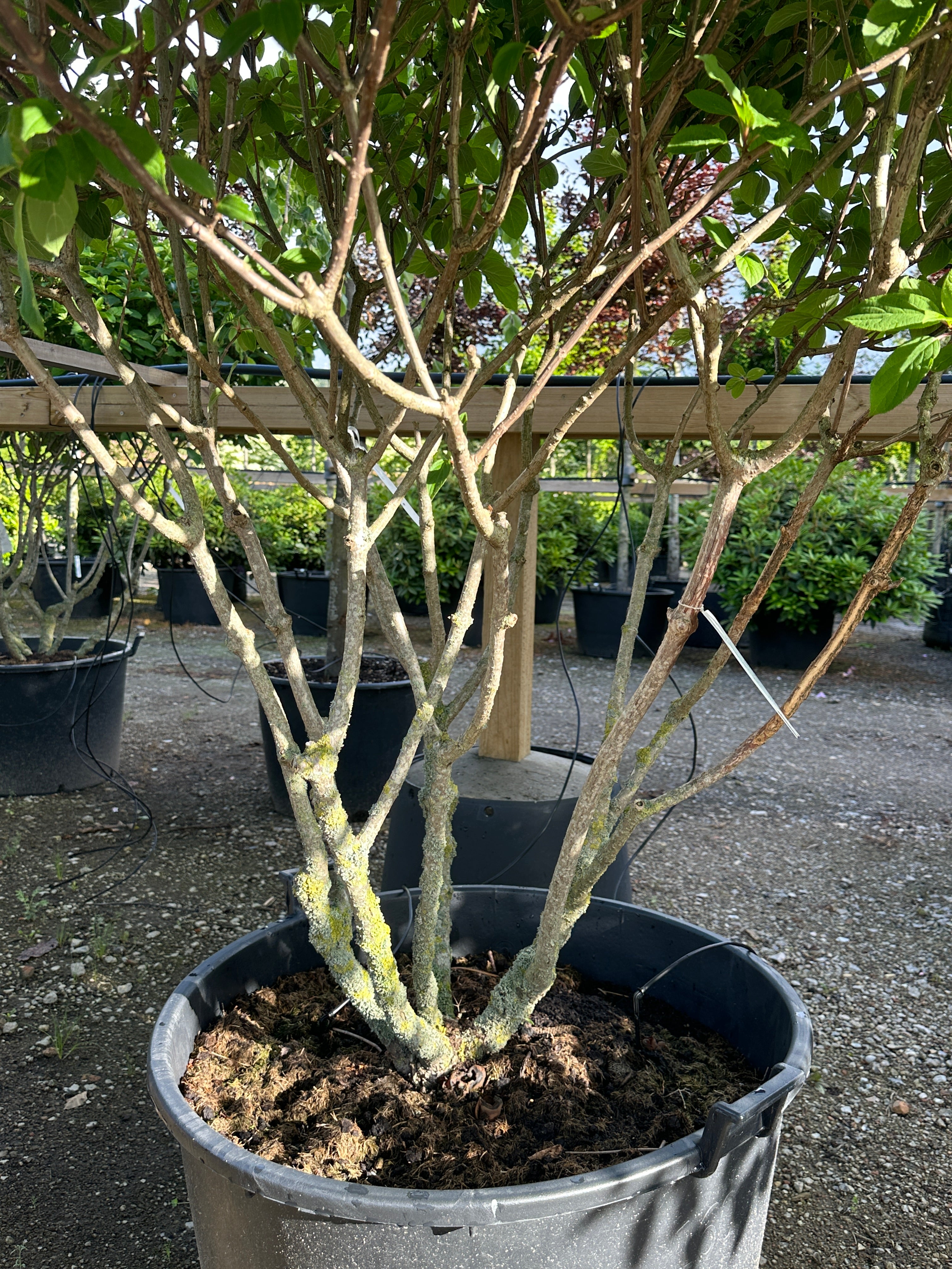 Nærbillede af bunden af en multistammet syrenhortensia 'Polar Bear', Hydrangea paniculata, der viser de helt bare, forgrenede stammer uden løv nær jorden.