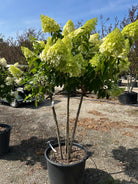 Multistammet syrenhortensia Polar Bear i fuldt flor med flere kraftige stammer fra bunden og gigantiske, cremehvide blomsterklaser.