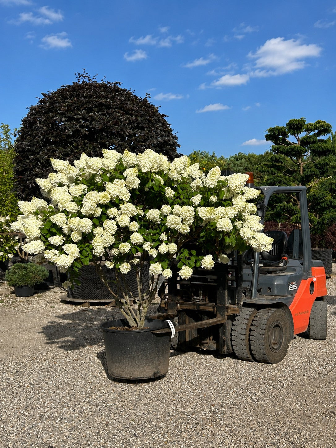 Multistammet syrenhortensia 'Polar Bear', Hydrangea paniculata med flere forgrenede stammer og store, kegleformede, hvidgrønne blomsterklaser.