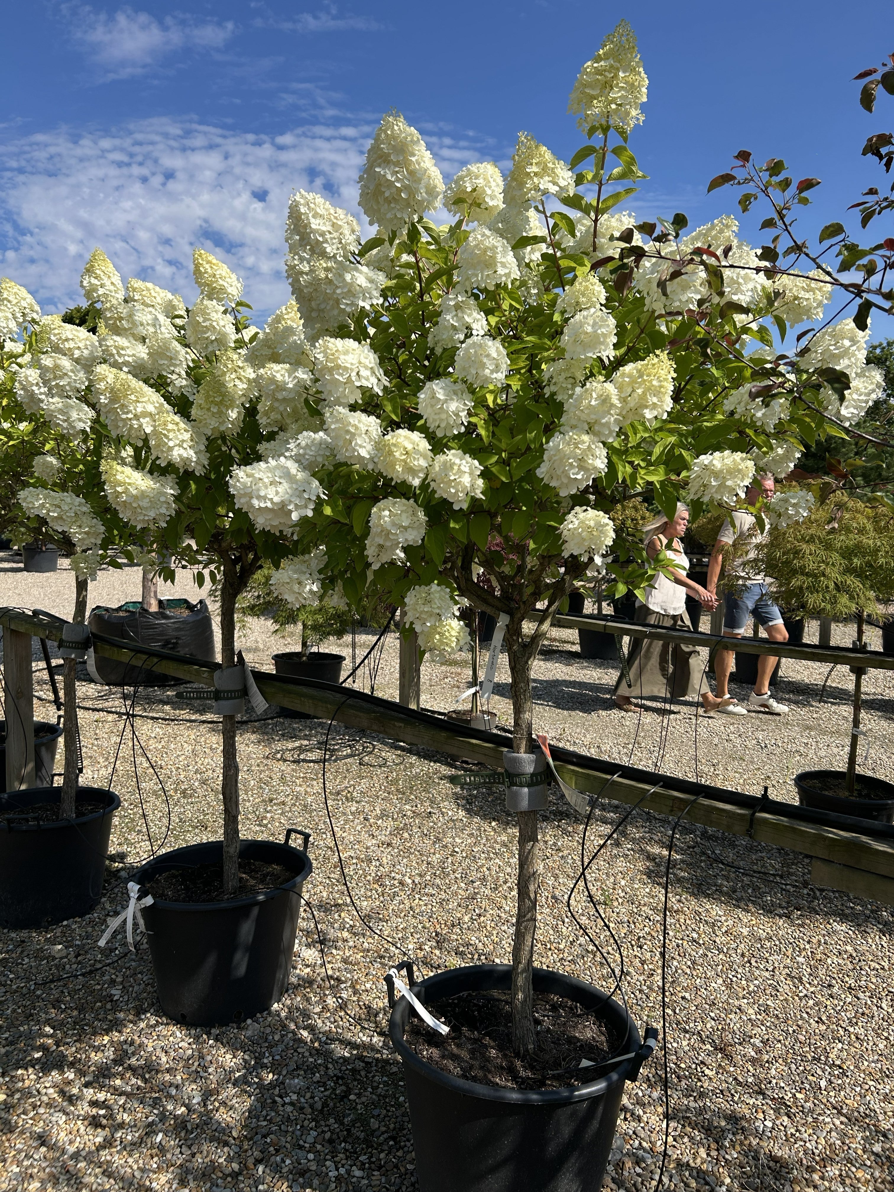 Opstammet syrenhortensia Polar Bear med en bar stamme og en rund krone af tætte og cremehvide blomsterklaser.