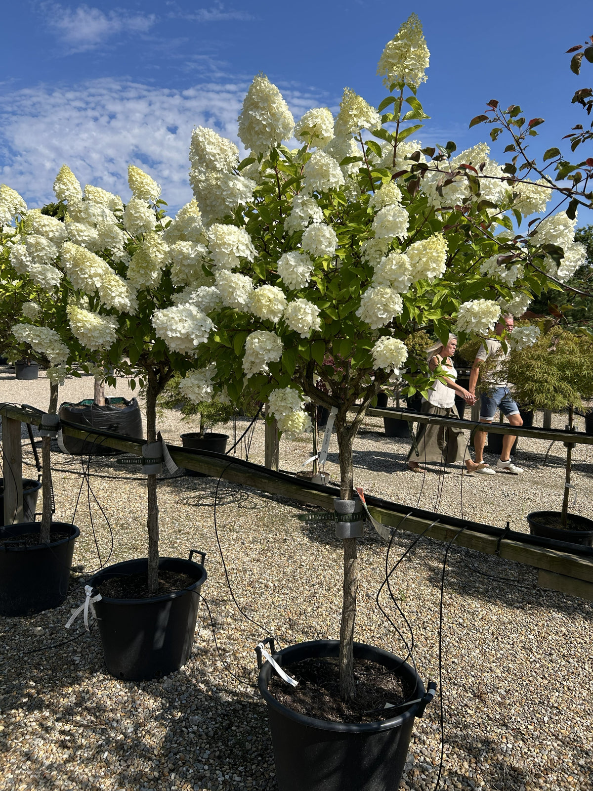 Opstammet syrenhortensia Polar Bear med en bar stamme og en rund krone af tætte og cremehvide blomsterklaser.