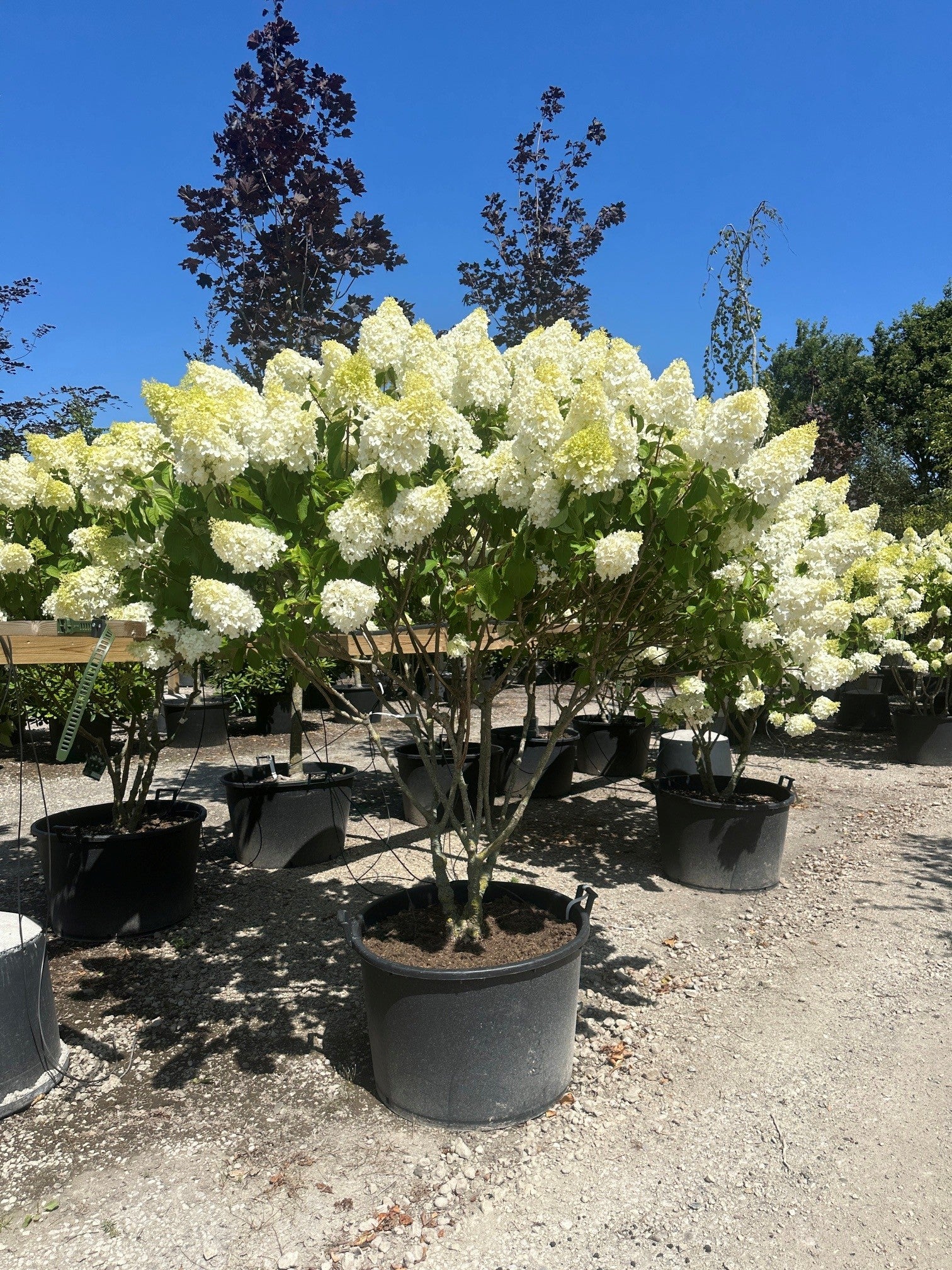 Hydrangea paniculata 'Polar Bear',  multistammede syrenhortensia med den tætte blomsterkrone, med store, kegleformede og cremehvide blomsterklaser.