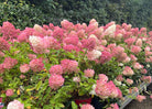 Lav syrenhortensia med tæt vækst og store dybrøde blomsterklaser.