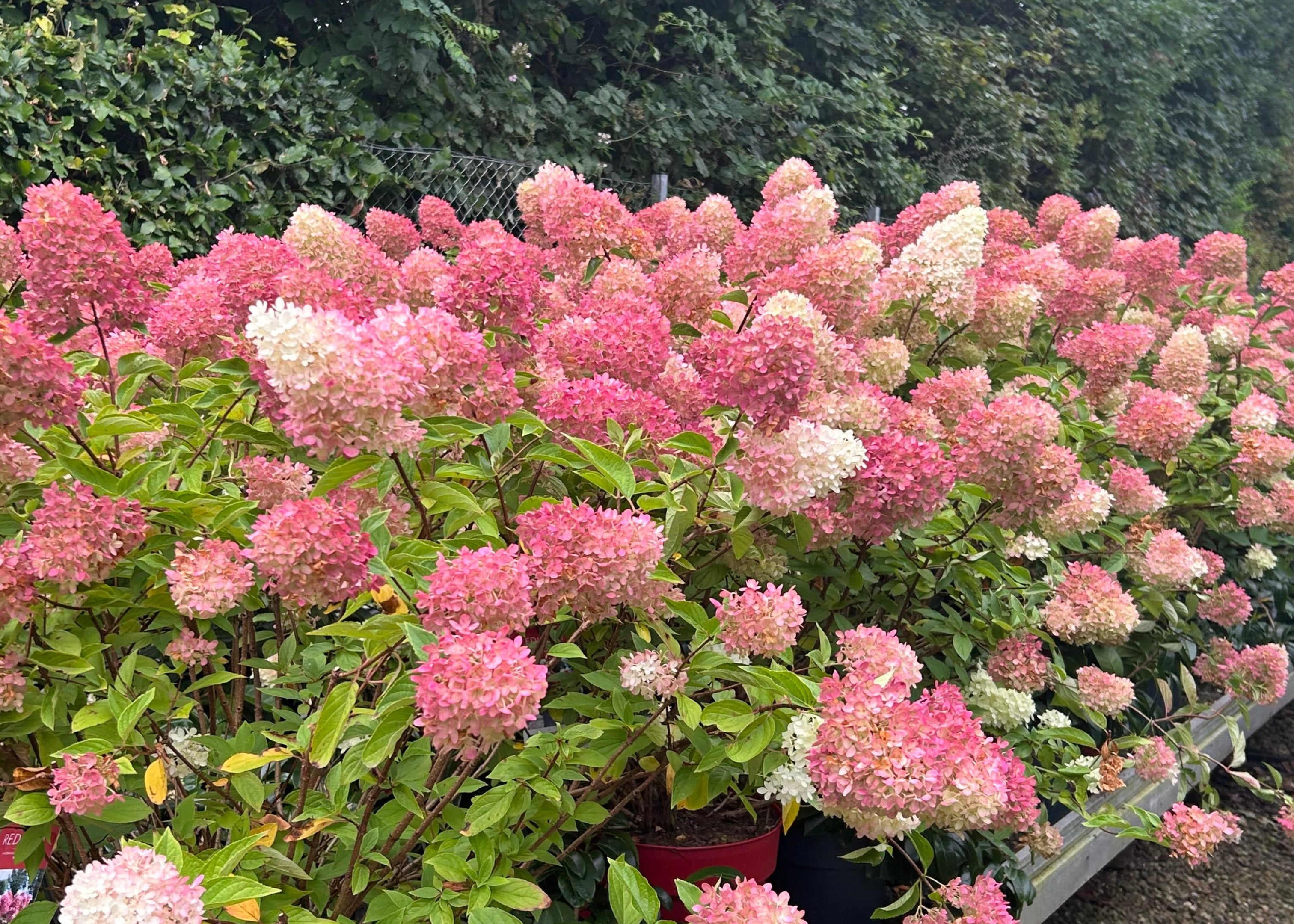Lav syrenhortensia med tæt vækst og store dybrøde blomsterklaser.