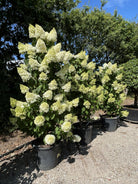 Søjleformet syrenhortensia (Hydrangea paniculata Silver Dollar) – pladsbesparende prydbusk med opret vækst og store, hvide blomster.
