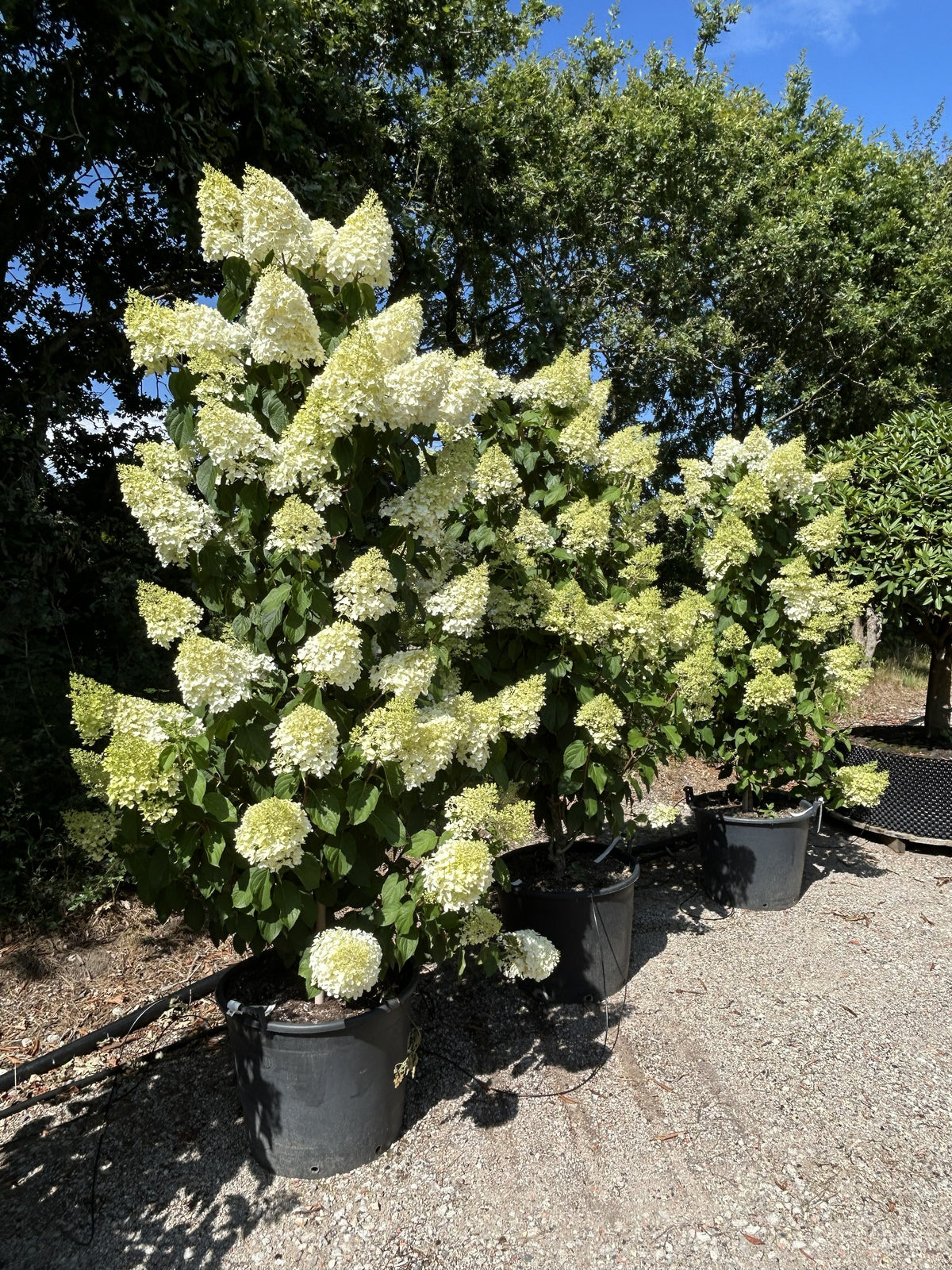 Søjleformet syrenhortensia (Hydrangea paniculata Silver Dollar) – pladsbesparende prydbusk med opret vækst og store, hvide blomster.