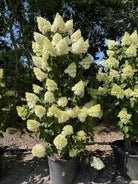 Slank og opret søjleformet Silver Dollar syrenhortensia med stram vækst og store, tætte, cremehvide blomsterklaser.
