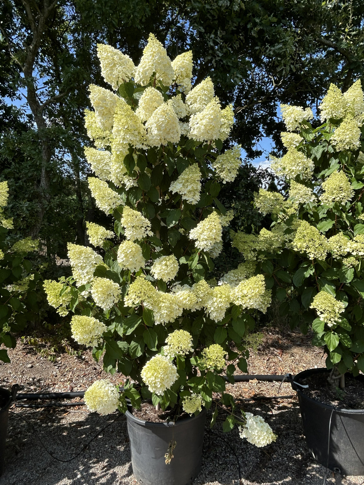 Slank og opret søjleformet Silver Dollar syrenhortensia med stram vækst og store, tætte, cremehvide blomsterklaser.