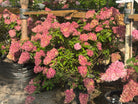 Stor og frodig Hydrangea paniculata Vanille Fraise syrenhortensia som busk fyldt med tofarvede, hvide og mørkerosa blomsterklaser.