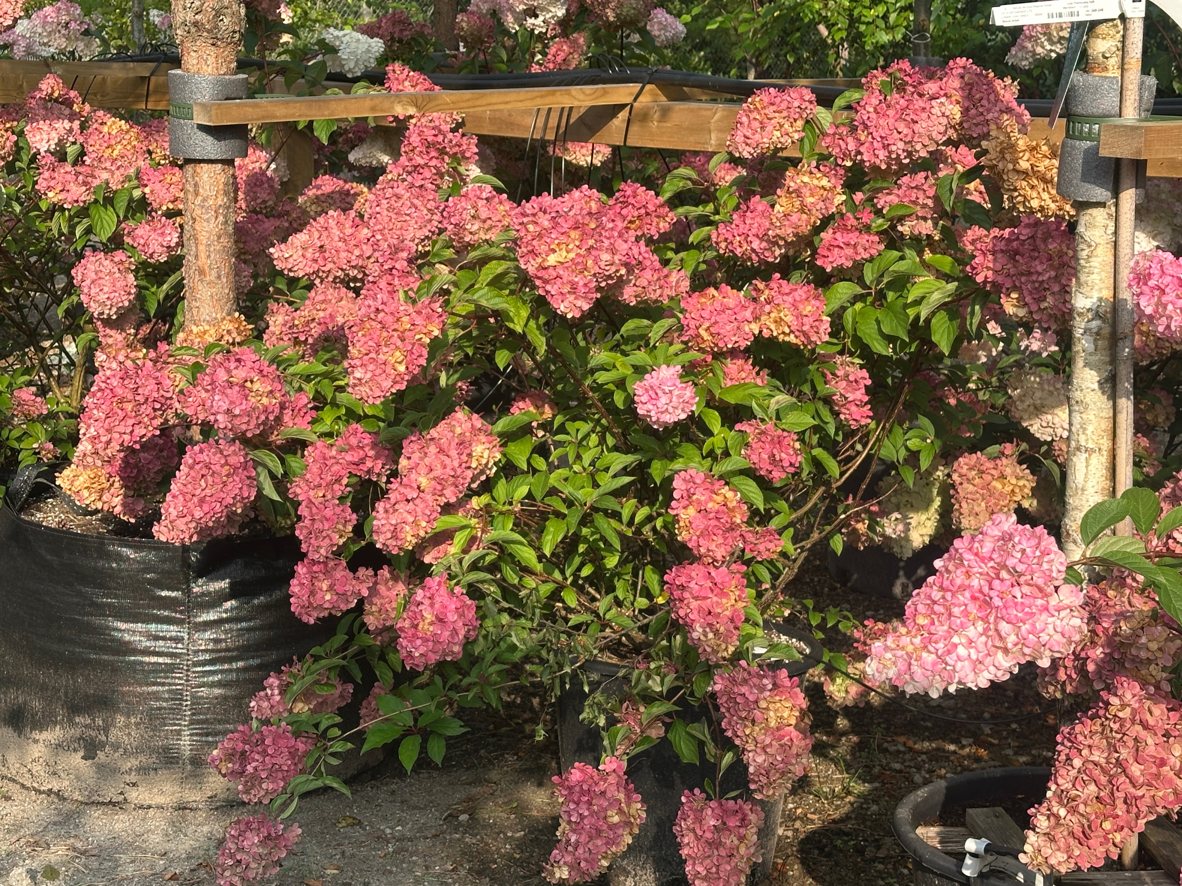 Stor og frodig Hydrangea paniculata Vanille Fraise syrenhortensia som busk fyldt med tofarvede, hvide og mørkerosa blomsterklaser.