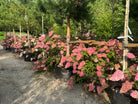 Stor og frodig Hydrangea paniculata Vanille Fraise syrenhortensia som busk fyldt med tofarvede, hvide og mørkerosa blomsterklaser.