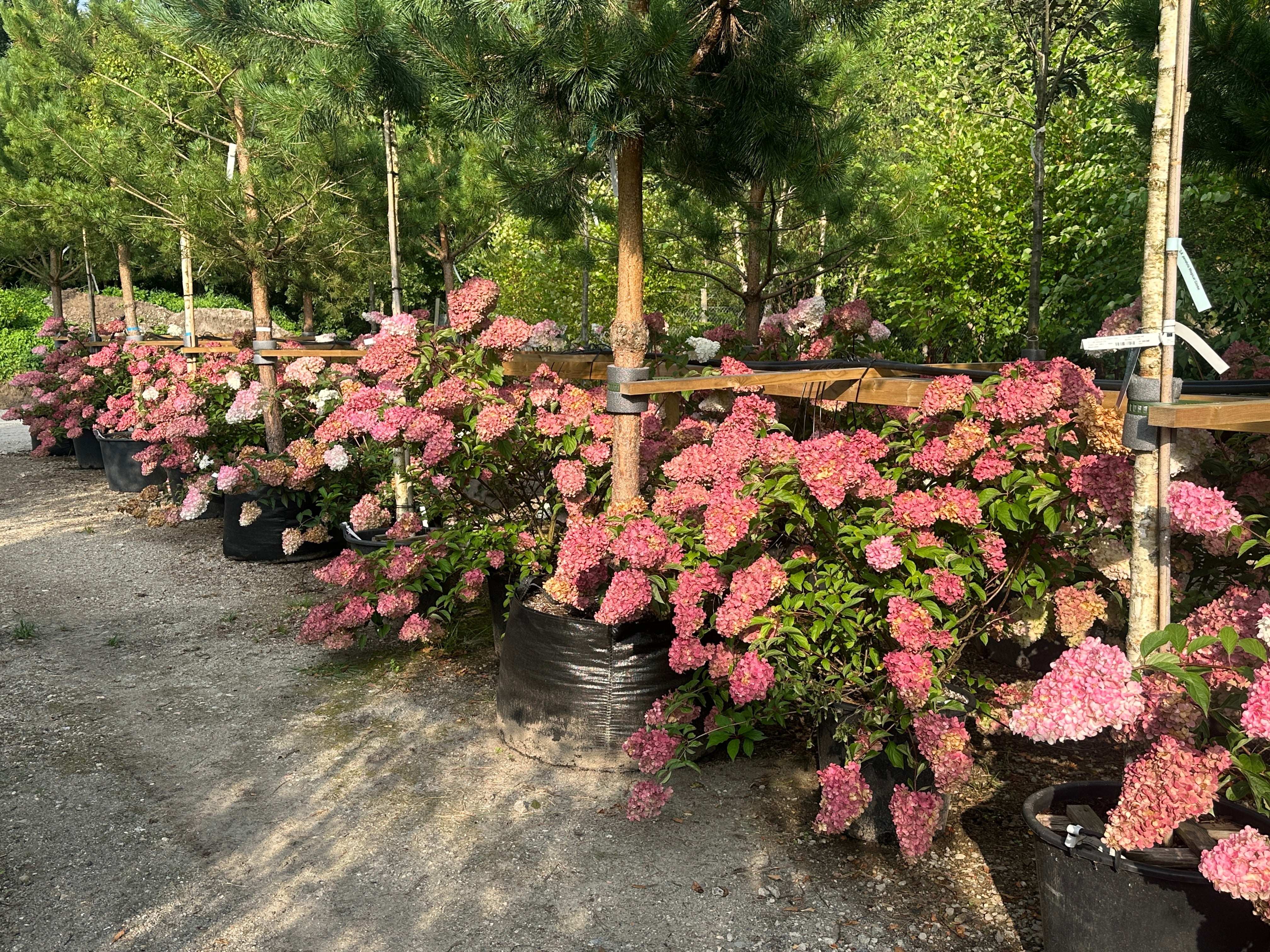 Stor og frodig Hydrangea paniculata Vanille Fraise syrenhortensia som busk fyldt med tofarvede, hvide og mørkerosa blomsterklaser.