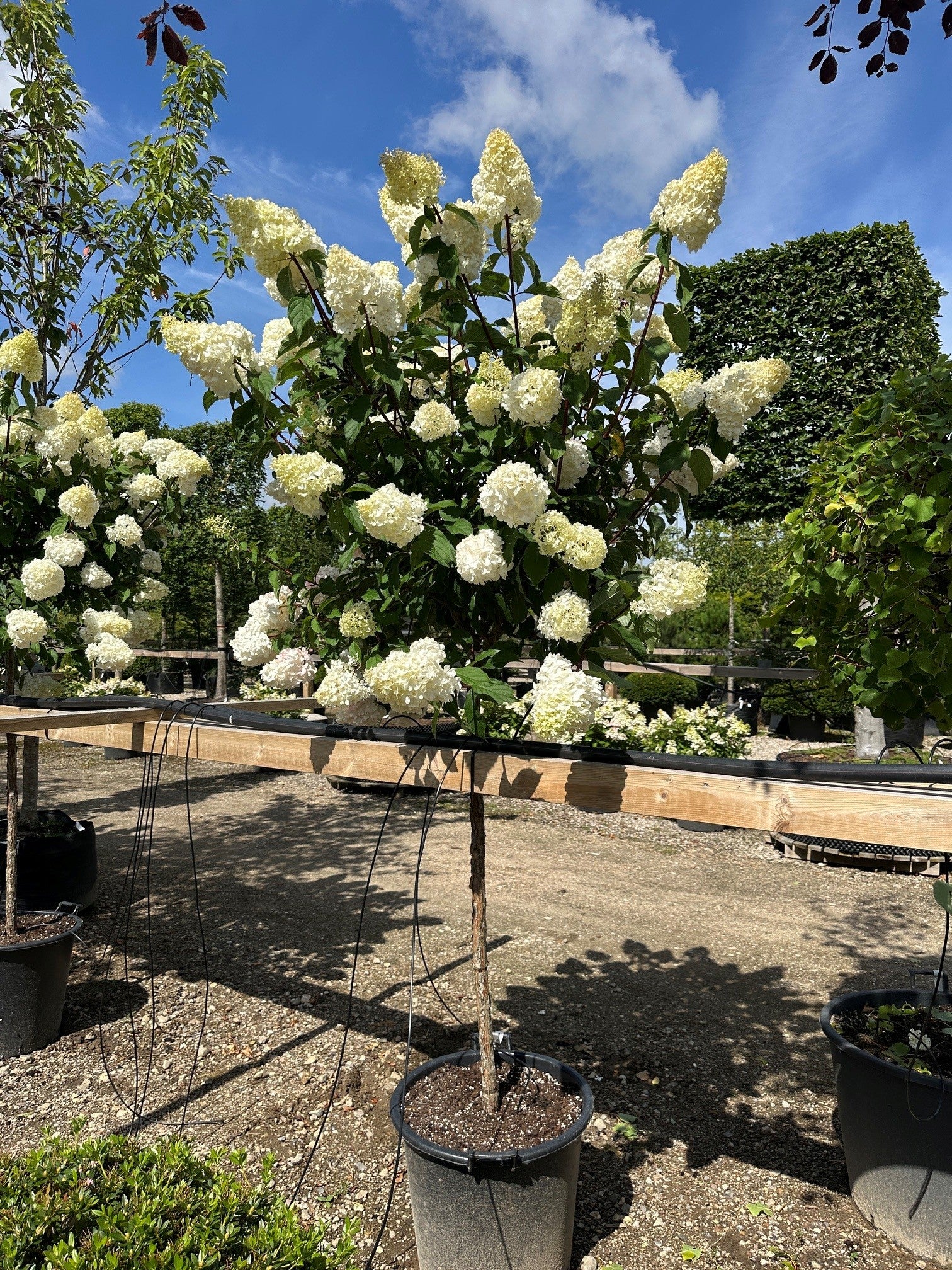 Opstammet syrenhortensia Vanilla Fraise med en bar stamme og en rund krone fyldt med store, helt cremehvide blomsterklaser i starten af blomstringen.