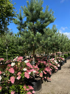 Stor og frodig Hydrangea paniculata Vanille Fraise syrenhortensia som busk fyldt med tofarvede, hvide og mørkerosa blomsterklaser.